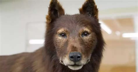 Cent ans après l exploit du célèbre chien américain Balto expliqué par