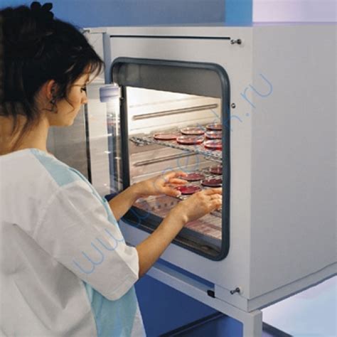 Инкубатор лабораторный INCUCELL 55 Komfort купить в интернет магазине ...