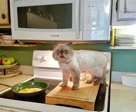 South Texas Persian Rescue... - South Texas Persian Rescue