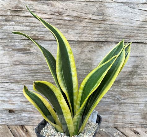 SHPR22094 Sansevieria 'Black Gold' - Кактус онлайн