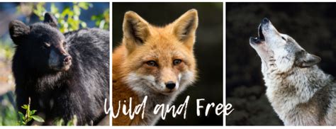 Vote For The Fur Bearers To Share In 2000000