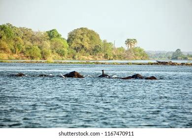 Elephants Having Sex Zambezi River Above Stock Photo Shutterstock
