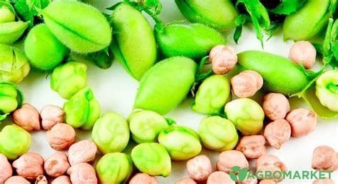Как выращивать нут в Украине - Agro-Market