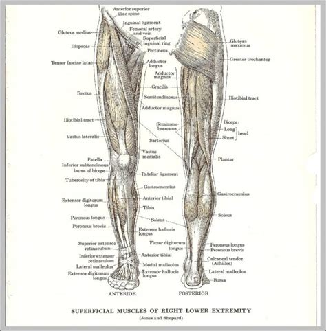 anatomy   leg image anatomy system human body anatomy diagram