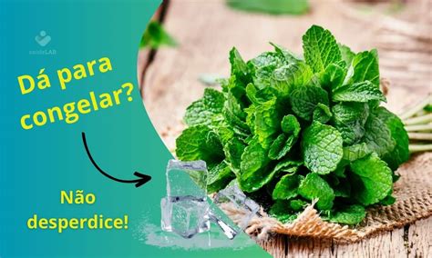 Pode Congelar Hortelã Fresca - Saiba como congelar hortelã e outras folhas frescas sem que elas estraguem