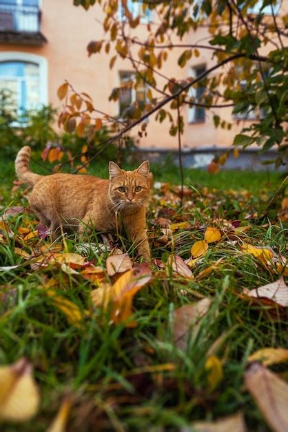 Gato Rojo Sobre Un Fondo De Un Paisaje De Oto O Foto Premium