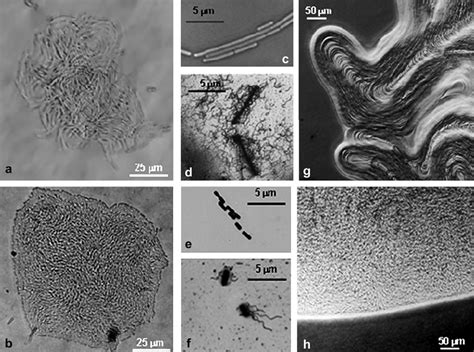 Representative Morphological Traits Of Bacillus Cereus Ncib 8122 And Of