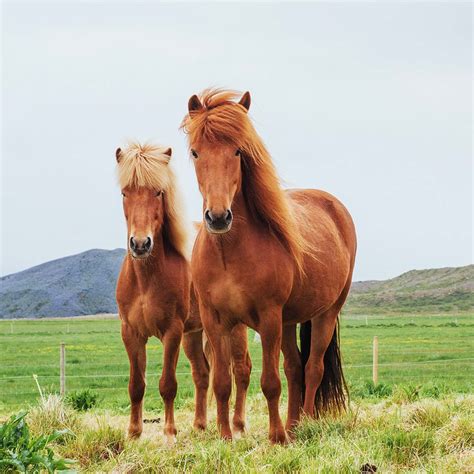 Hekla | Nordjysk Islandskheste Forening