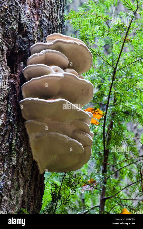shelf fungus  trees  chelsea elyard blog