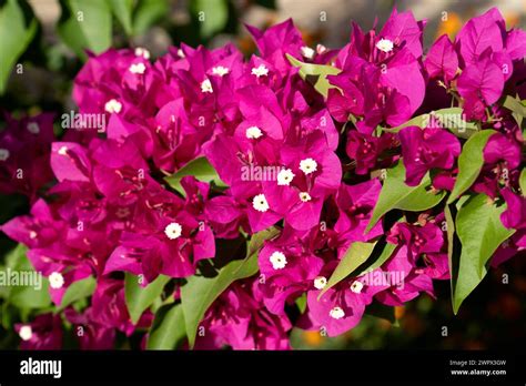 Blooming Bougainvillea Flowers Background Bright Pink Magenta