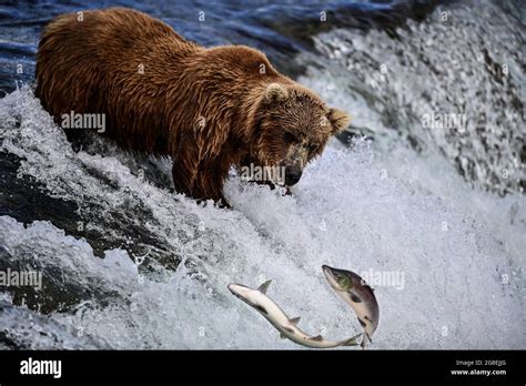 Alaska Brown Bear Fishing In Brooks River Katmai National Park