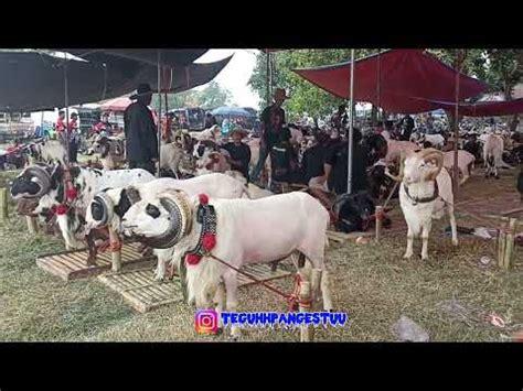 Seni Ketangkasan Domba Garut Mantap Youtube