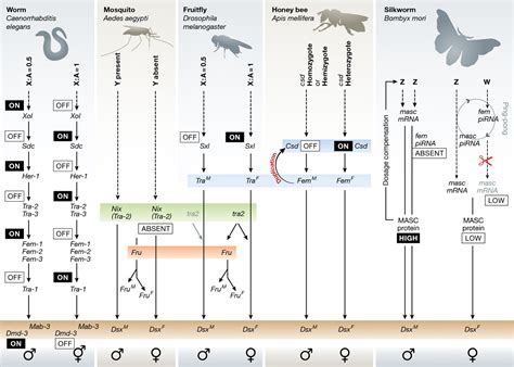 Plasticity Of Gene‐regulatory Networks Controlling Sex Determination