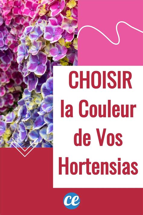 Comment Choisir La Couleur De Vos Hortensias Artofit