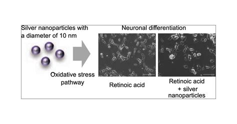 Silver Nanoparticles Suppress Retinoic Acid Induced Neuronal