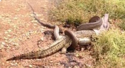 Snake eating crocodile caught on camera - Australian Times News