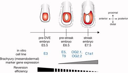 Different Epiblast Stem Cell EpiSC Lines Resemble Distinct