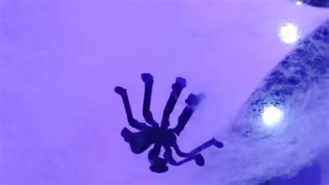 AfroditaP S Sex Videos Recorded Cam Shows Stripchat