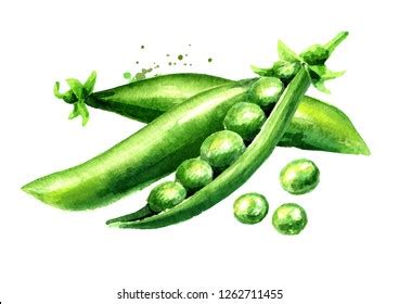 Green Peas Watercolor Hand Drawn Illustration Stock Illustration