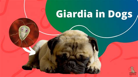 Giardia In Dogs: What It Is And How Is It Treated | Bark For More