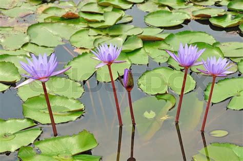 Purple Lotus Flower Stock Image Colourbox