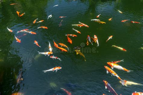 Koi Pond In Ecological Garden Stock Image Image Of Funny Beautiful