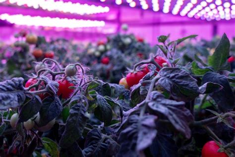 Can You Grow Tomatoes With Vertical Farming Hortimedia