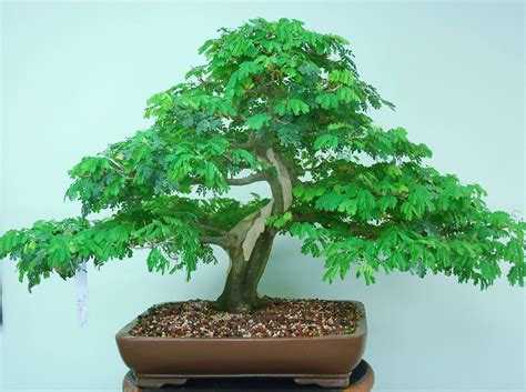 Brazilian Raintree Bonsai Art Bonsai Garden Brazilians Bay Herbs