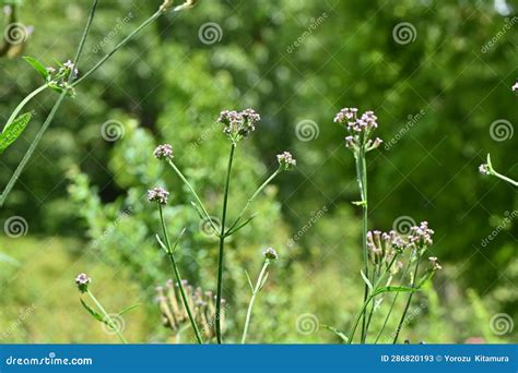 Brazilian Vervain Verbena Brasiliensis Flowers Stock Image Image