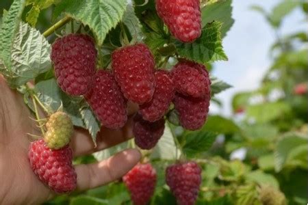 Саженец Малины Краса России