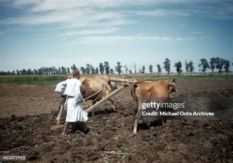 egyptian plough stock  high res pictures  images getty