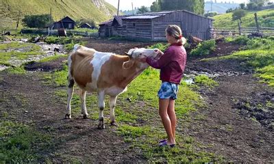 Корова милка [73 фотографии]