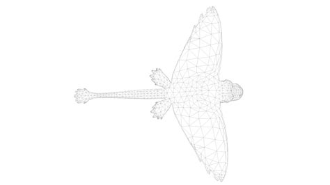 bird rigged  animated  model turbosquid