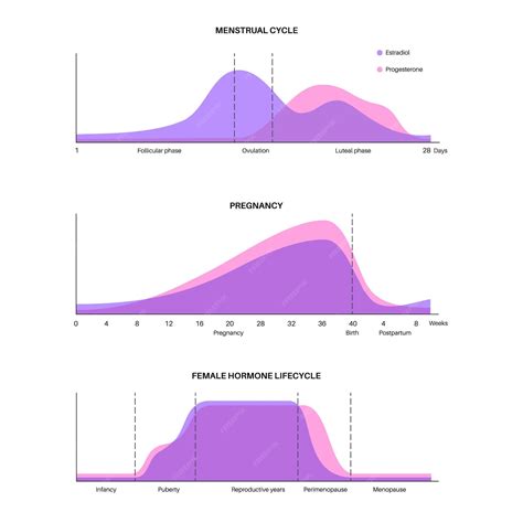 Gráfico Menstrual - Gráfico do ciclo menstrual e da gravidez Hormônios no corpo feminino ...