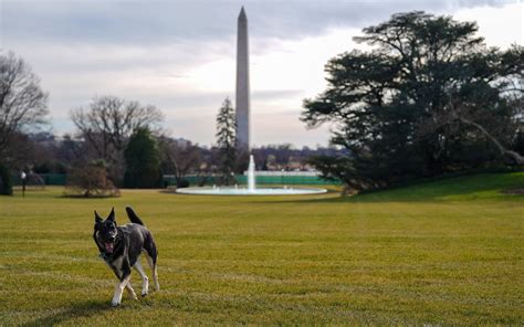 Joe Biden US Präsident begrüßt neuen Hund Commander im Weißen Haus