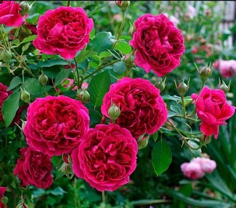 Роза Вильям Шекспир (William Shakespeare) английская недорого, Купить ...