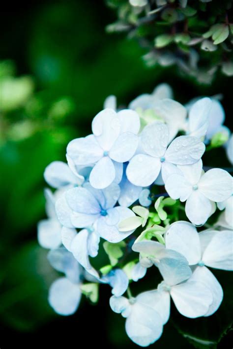 Images Gratuites la nature blanc feuille pétale vert l automne