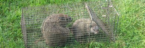 About Groundhog: Appearance, biology, life cycle, habitat, diet, behavior