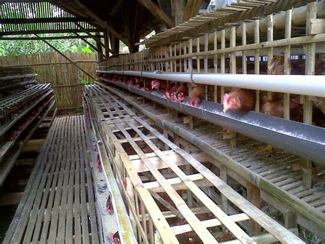 12 Desain Kandang Ayam Petelur Dan Broiler Modern Sun