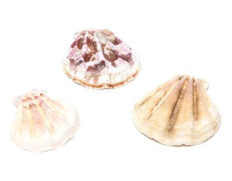 Миди - Цена 9.99 Опаковка с големи бели морски миди и черупки ...