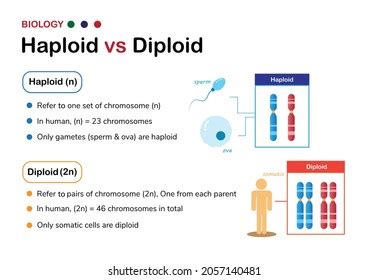 Mitosis Vs Meiosis Haploid Diploid