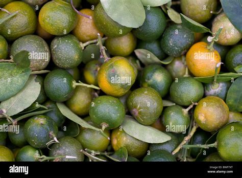 Calamansi High Resolution Stock Photography and Images - Alamy