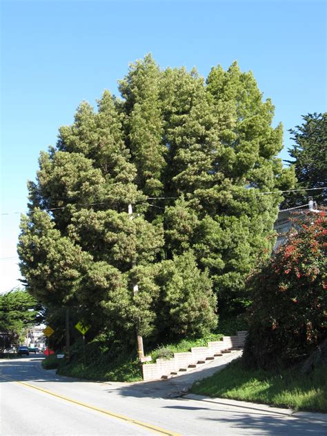 Trees Of Santa Cruz County Acacia Melanoxylon Black Acacia