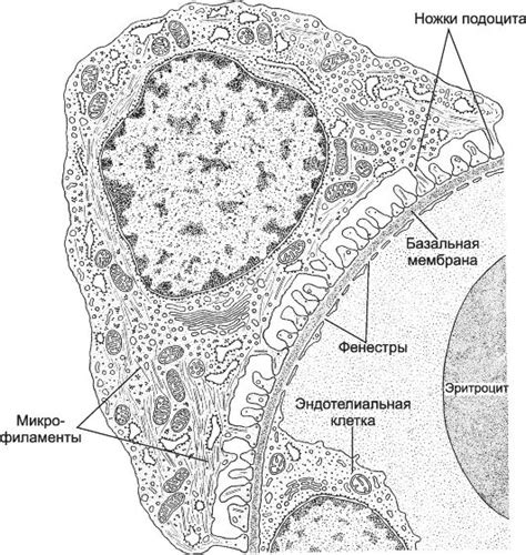 Рис. 14-12. Фильтрационный барьер. Малые ножки подоцитов прикрепляются ...