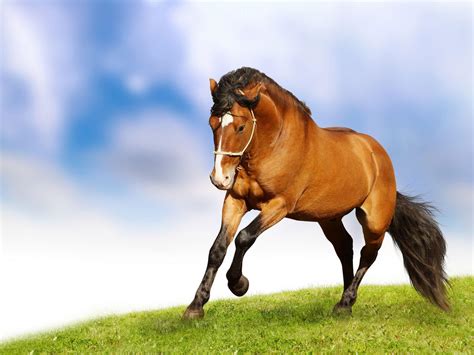 Horse Wallpapers - Wallpaper Cave