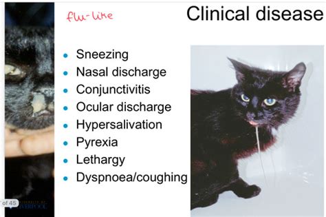 Feline URT Infection Flashcards Quizlet