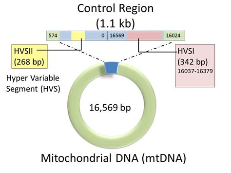 Mitochondrial Dna Map Modified From