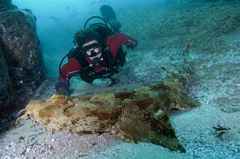 Wobbegong and diver photo and wallpaper. Cute Wobbegong and diver pictures