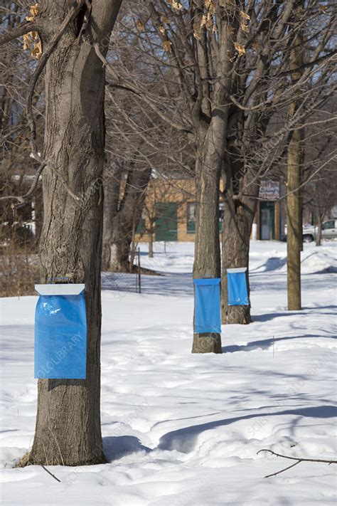 Maple syrup production - Stock Image - C025/0340 - Science Photo Library