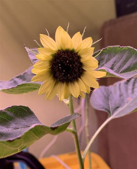 My First Indoor Hydroponics Sunflower Bloom R Sunflowers